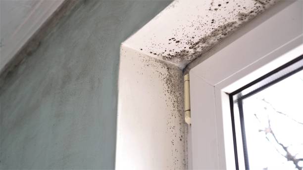 Best Office Mold Removal Services  in Oviedo, FL