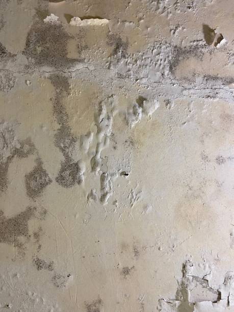 Best Office Mold Removal Services  in Oviedo, FL