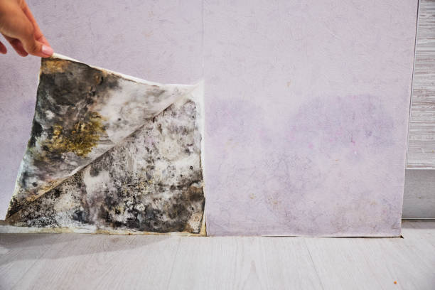Best Mold Testing  in Oviedo, FL